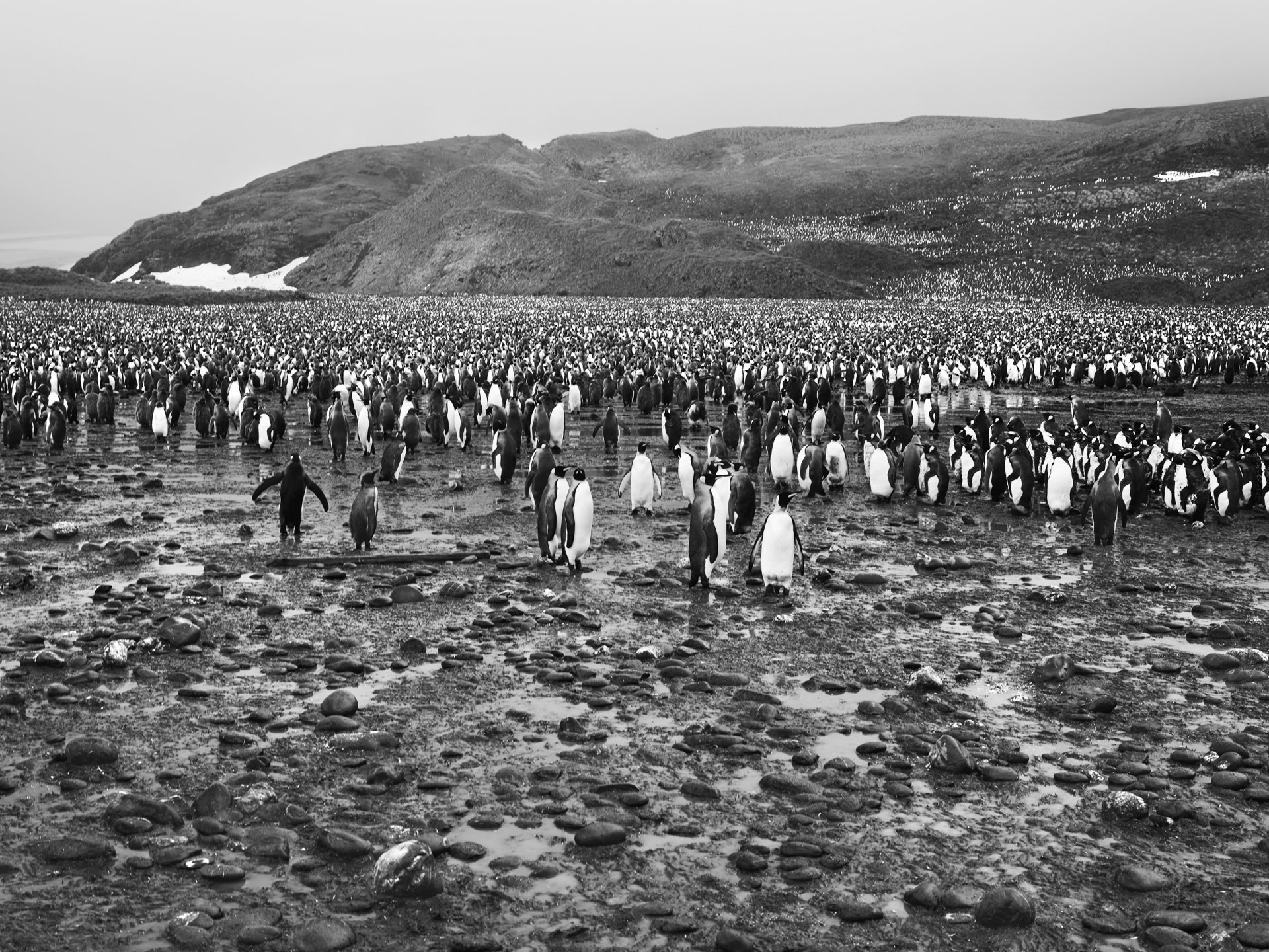 Pinguin-Herde vor karger Hügellandschaft, Schwarz-Weiß Fotografie